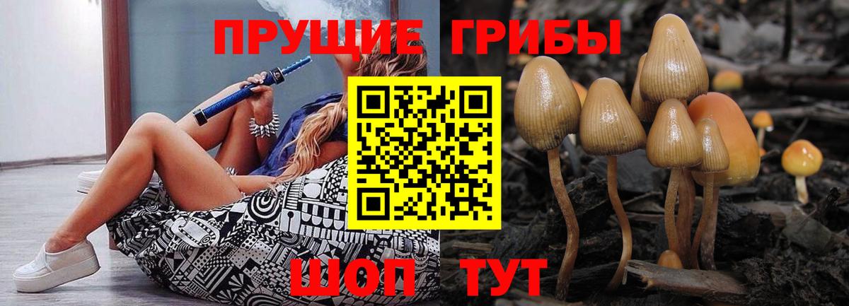 Псилоцибиновые грибы Psilocybe Псков